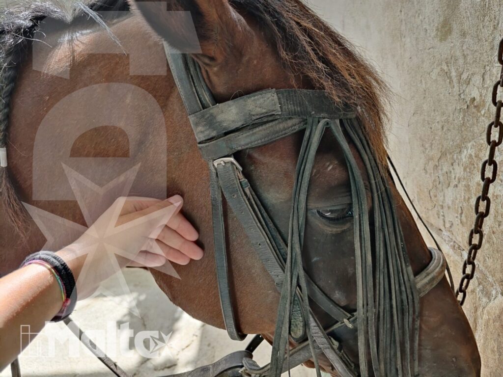 Primo piano di un cavallo imbrigliato mentre una mano lo accarezza durante un momento di cura all'aperto.