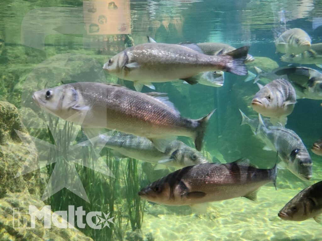 Pesci tropicali e vegetazione nelle vasche dell'acquario di Malta Numerosi pesci nuotano tra vegetazione acquatica e rocce, ripresi sotto la superficie di una vasca del Malta National Aquarium.