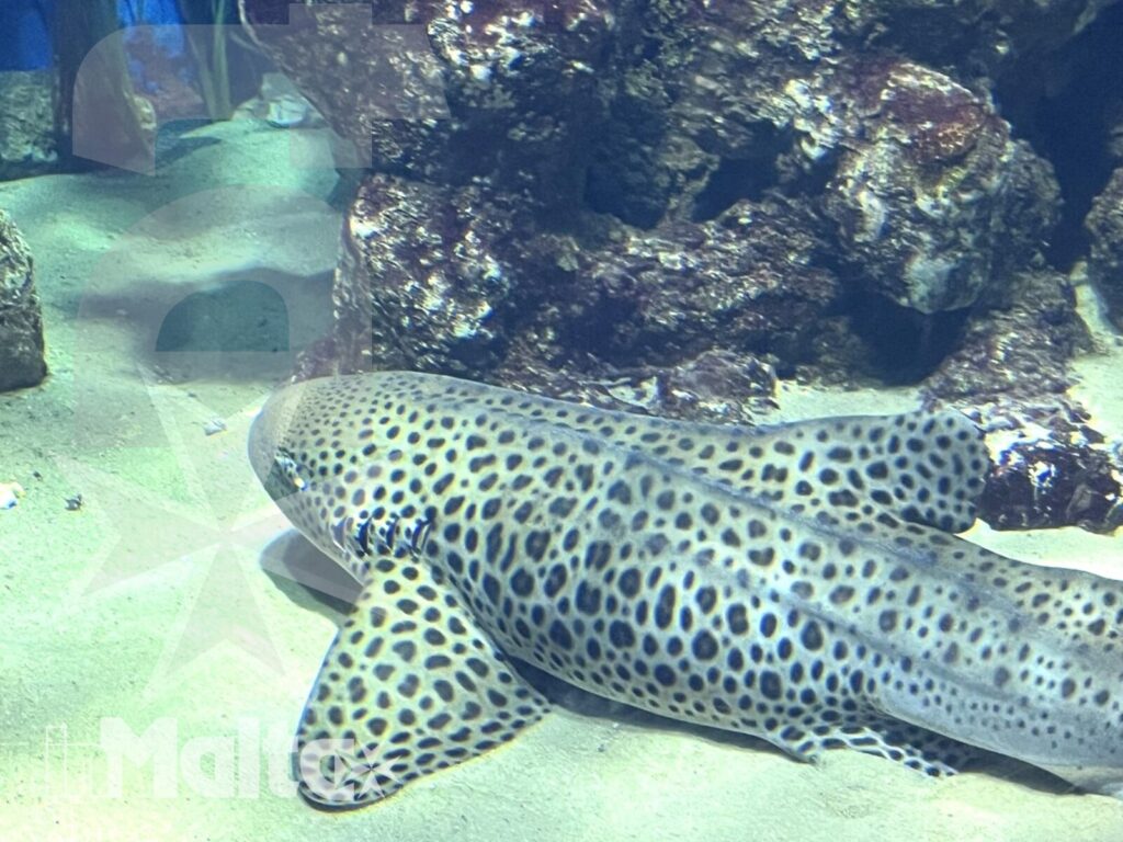 Squalo leopardo adagiato sul fondale sabbioso, tra rocce e acqua limpida, in una vasca del National Aquarium di Malta.